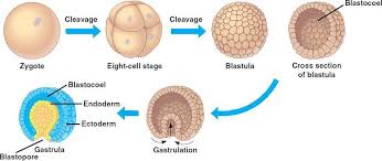 CLEAVAGE, BLASTULA, GASTRULA, NEURULA